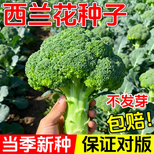 西兰花种子花菜种子花椰菜种家庭种植四季蔬菜秧苗秋冬季菜籽