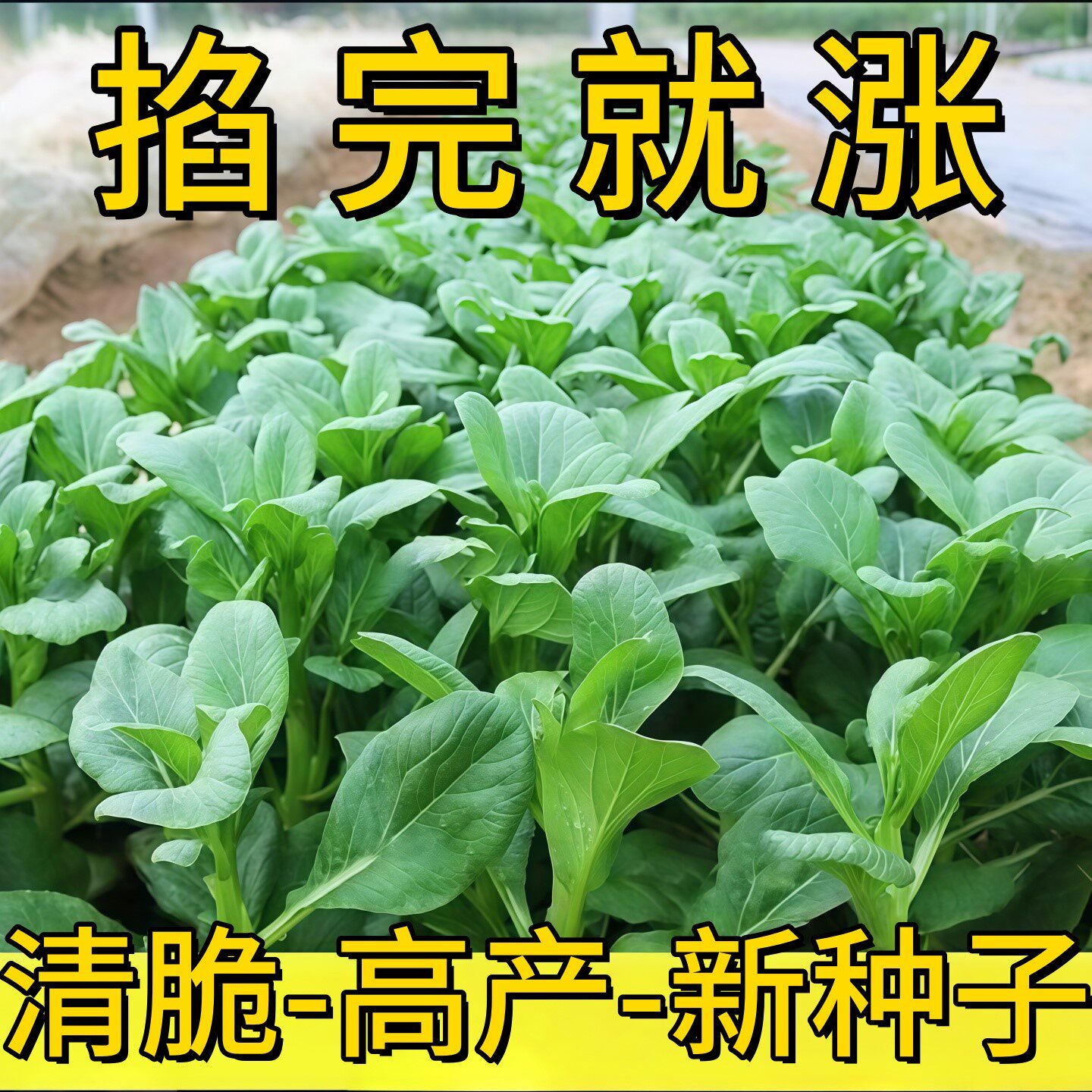 广东甜菜心种子2025年新种四季甜菜心粗条青菜苔蔬菜大全菜籽庭院
