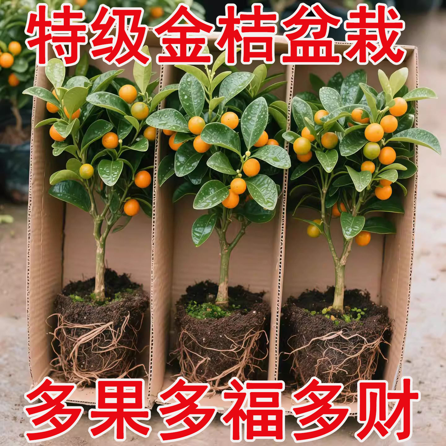金桔树盆栽可食用室内脆皮橘子树苗客厅植物花卉绿植盆景好养好吃,鲜花速递/花卉仿真/绿植园艺,种苗/半成品盆栽,淘宝优惠券,粉丝福利购,淘宝优惠卷