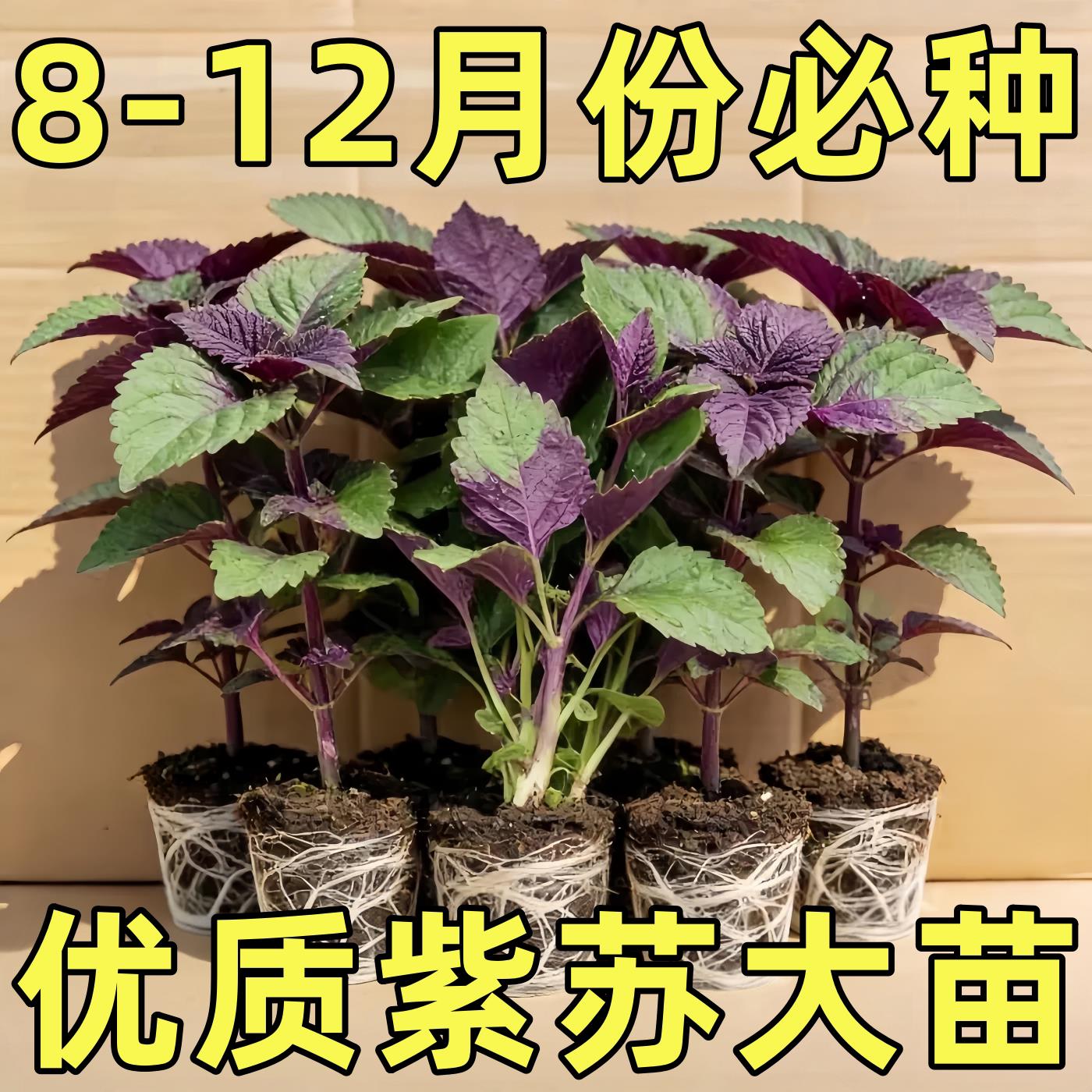单面紫苏苗盆栽新鲜可食用苏子叶楼顶庭院阳台鱼虾火锅去腥植物