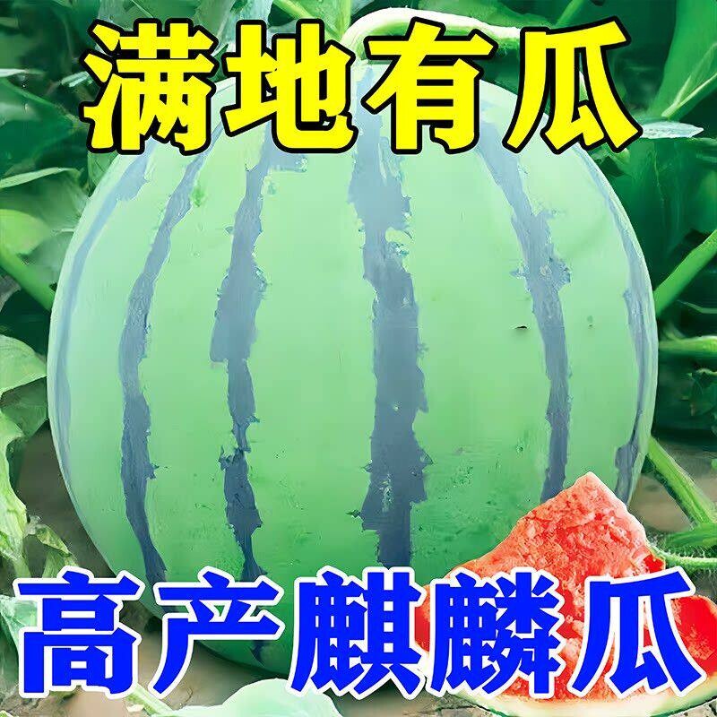 8424麒麟西瓜种子无籽高产冰糖懒人西瓜种子南方四季蔬菜水果种孑