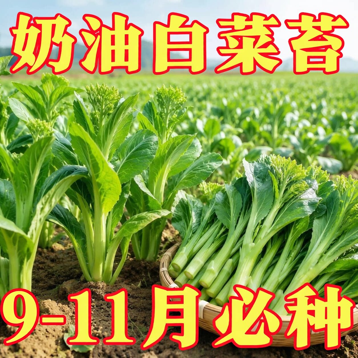 奶油白菜苔种子四季阳台盆栽蔬菜耐热耐寒菜薹懒人易种菜心青菜籽