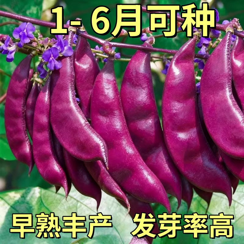 紫眉豆种子高产早熟豆角猪耳朵红肉紫扁豆种孑梅豆种籽爬藤蔬菜种