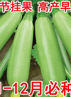 西葫芦种子 香蕉瓜 春播夏季蔬菜瓜果 杂交南瓜种籽Squash Summer