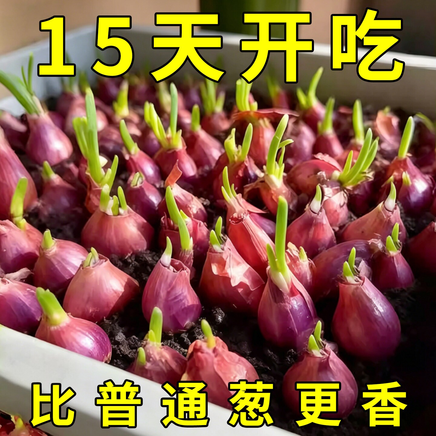 红葱头种四季葱头干葱头家庭阳台花盆栽小香葱种四季香葱火葱种子