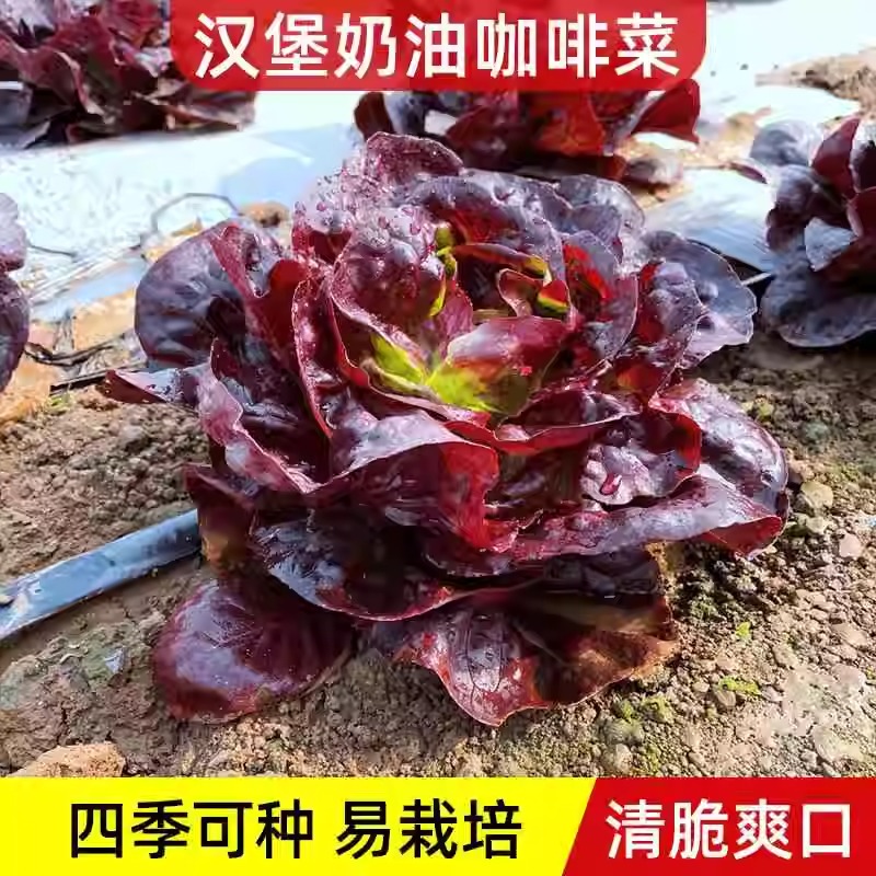 奶油汉堡咖啡紫生菜新鲜叶菜生吃凉拌甜脆多汁沙拉菜农家自种生菜
