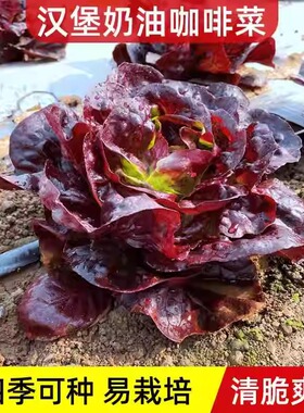 奶油汉堡咖啡紫生菜新鲜叶菜生吃凉拌甜脆多汁沙拉菜农家自种生菜