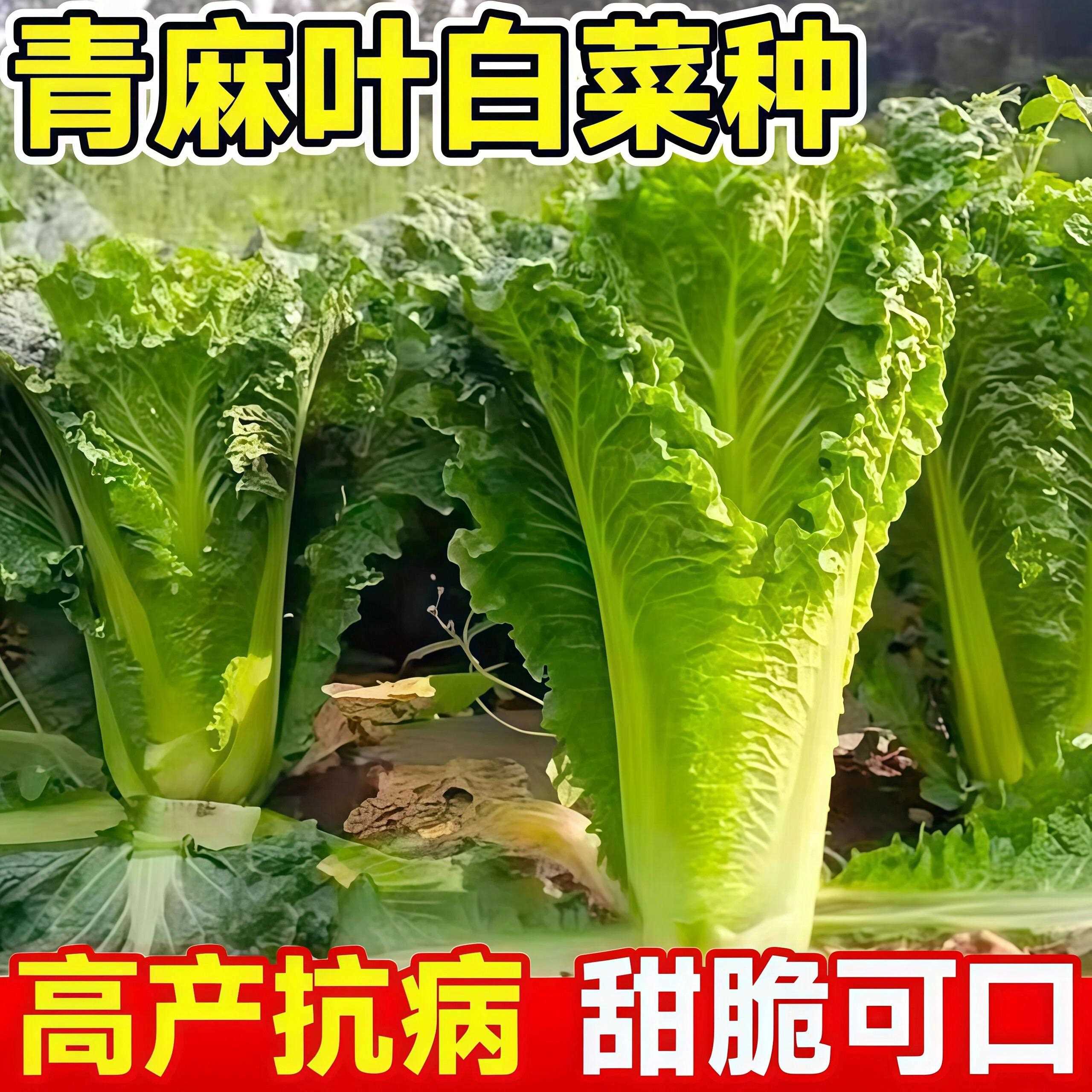 青麻叶菜种子直筒形天津青麻白菜种子秋季播绿大白菜耐寒白菜种籽