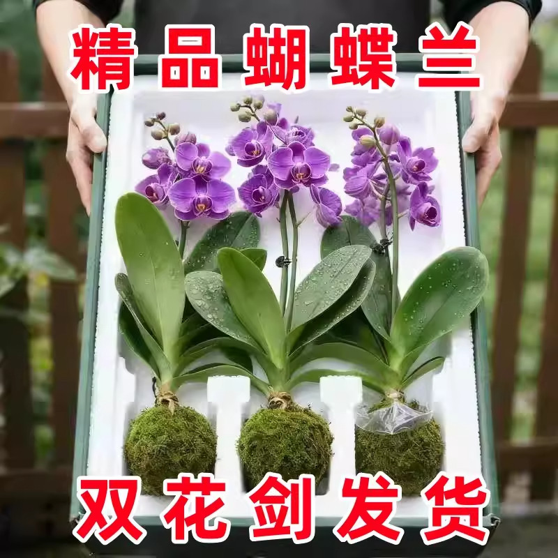 蝴蝶兰盆栽带花剑带花苞花卉秋冬客厅兰花大苗室内植物四季好养活,鲜花速递/花卉仿真/绿植园艺,红掌/凤梨/温室花卉,淘宝优惠券,粉丝福利购,淘宝优惠卷