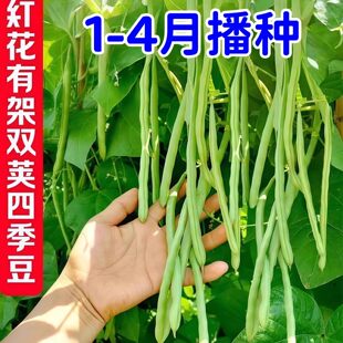 双花双荚红花有架四季豆新鲜晚熟45天耐热耐寒软糯无筋无丝肉豆角