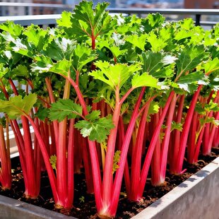 紫红芹菜种籽紫杆香红芹菜种子四季速生高产种植阳台盆栽蔬菜种孑