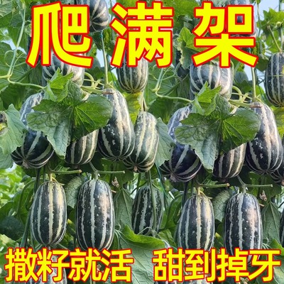 特大甜掉牙花皮甜瓜种子冰糖脆子甜瓜种籽羊角蜜薄皮高产耐热抗病