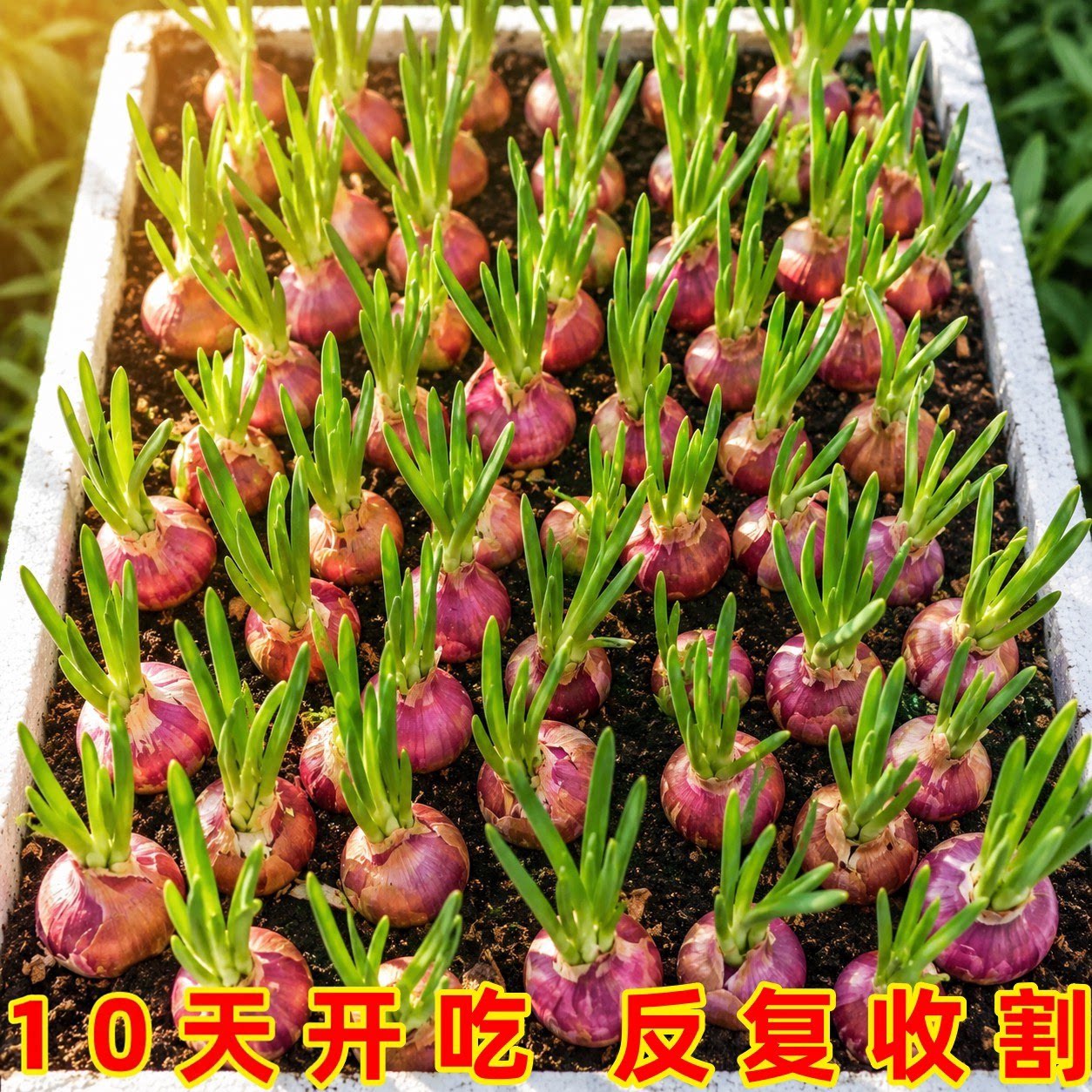 正宗四川红葱头香葱浓郁多茬四季采摘阳台花园盆栽农家火葱头种子