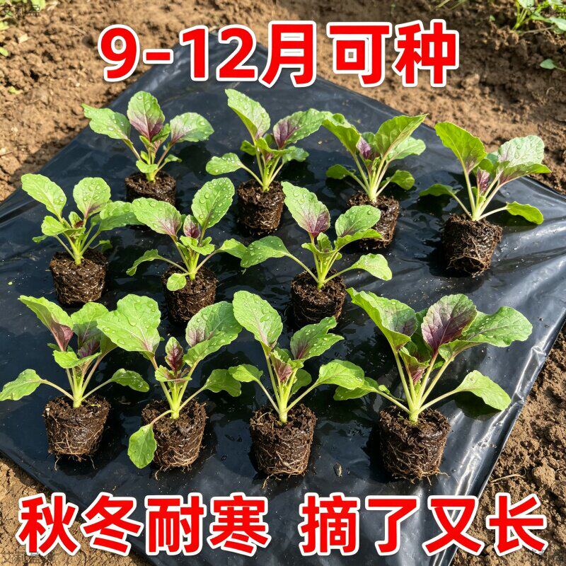 糯米冬寒菜苗子儿菜高钙菜冬苋菜苗阳台小院盆栽地栽带土发货秧苗