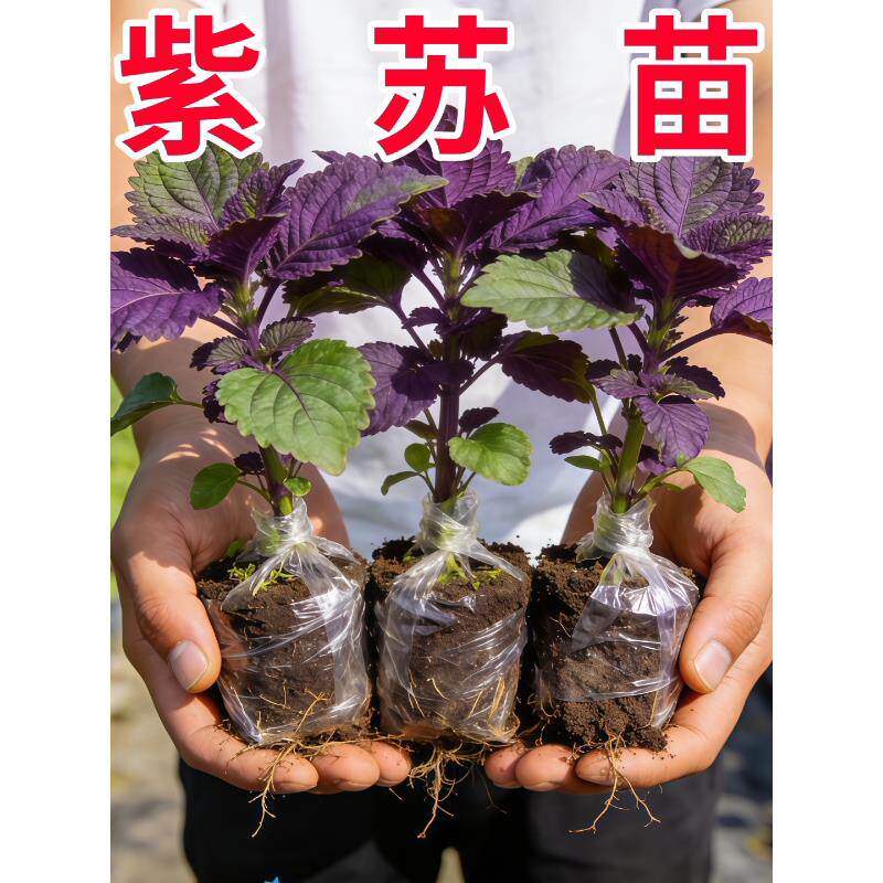新鲜20棵紫苏苗带发货现摘现发农家幼苗苗可阳台盆栽可食用