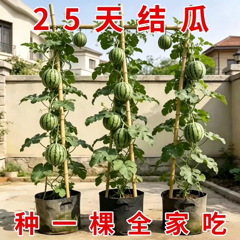 麒麟西瓜苗秧嫁接8424西瓜种籽南方阳台盆栽无籽懒汉水果西瓜秧苗