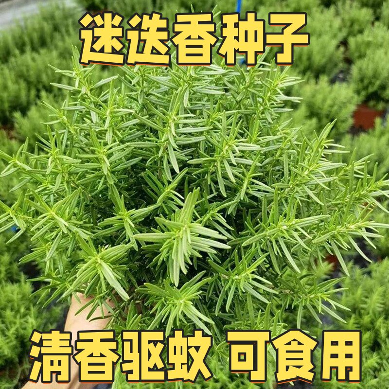 迷迭香籽可食用香草种子西餐海洋之露四季常青驱蚊草春秋阳台盆栽