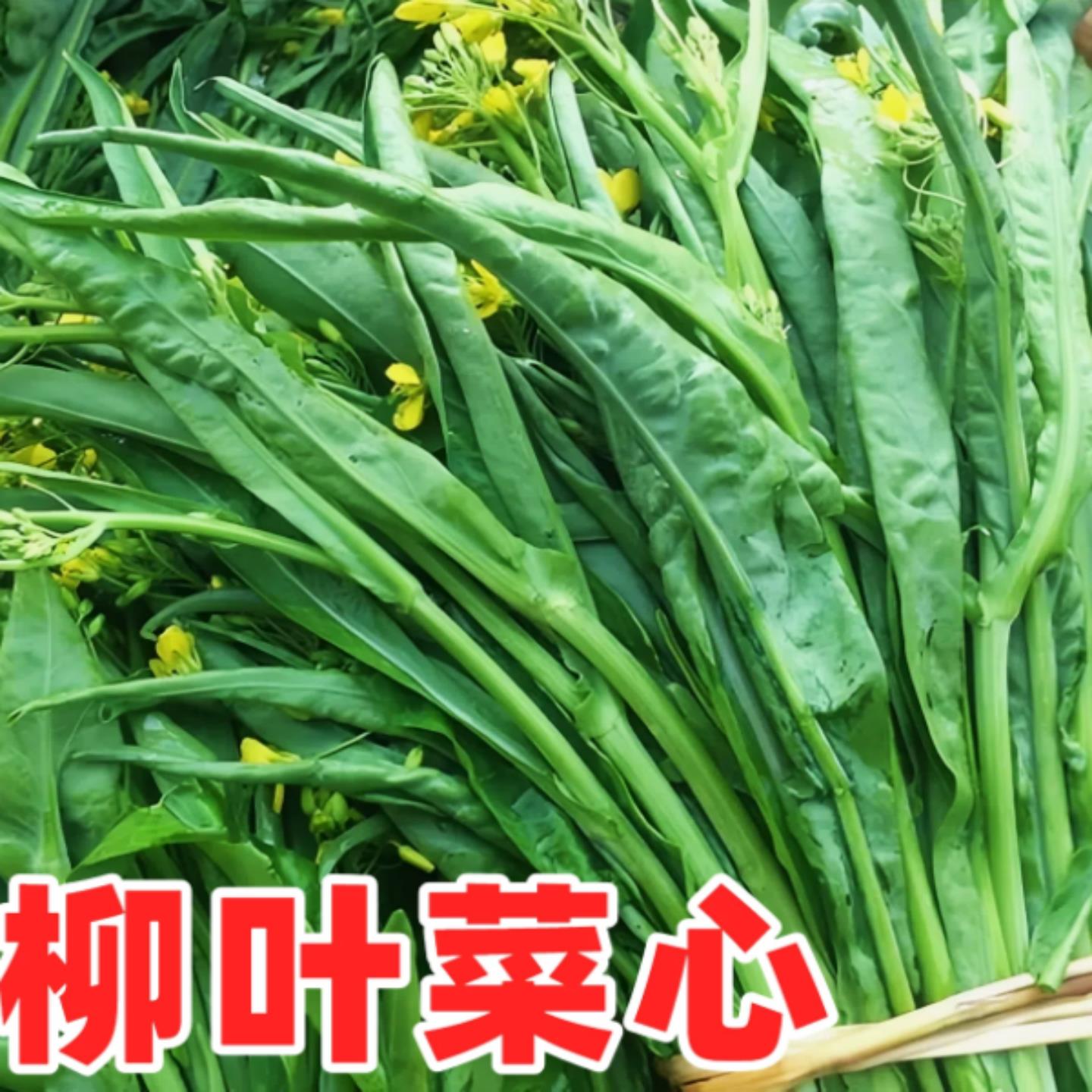 柳叶甜菜心种子四季播青菜种籽蔬菜种孑易种阳台盆栽春季秋季菜籽