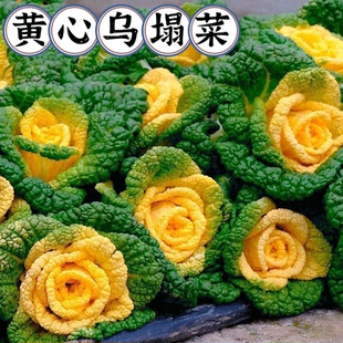 耐寒黄心乌塌菜黄心菜菊花心菜大白菜农家四季 播蔬菜黄金乌矮脚黄