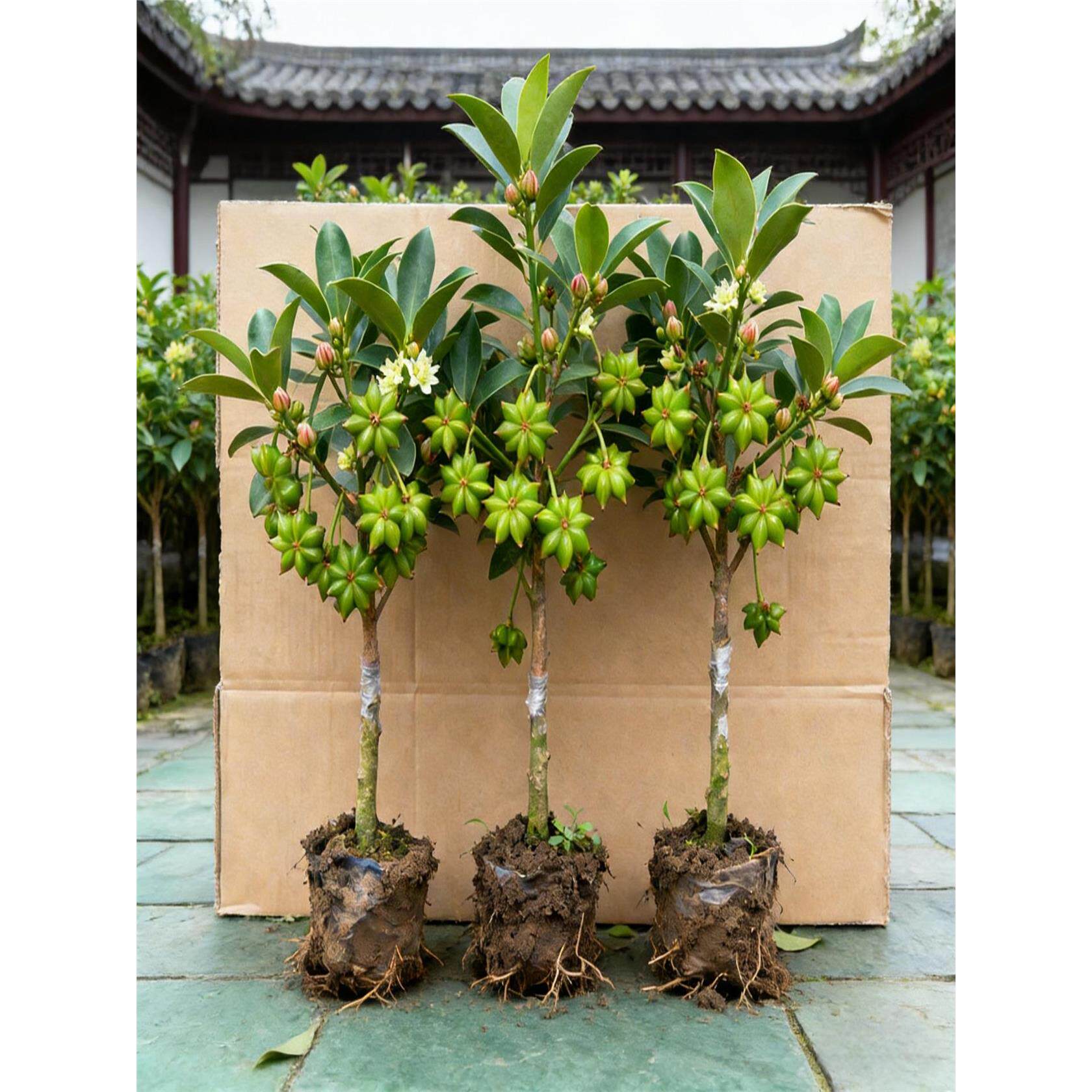 八角树树苗盆栽广西大红罗马嫁接大苗食用大料南方北方种植茴香树