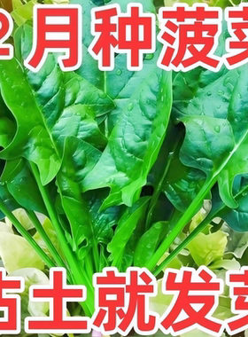 大叶菠菜种子种籽耐寒耐热趴地菠菜耐抽苔蔬菜圆叶种孑四季可越冬