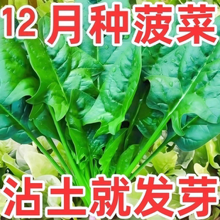 大叶菠菜种子种籽耐寒耐热趴地菠菜耐抽苔蔬菜圆叶种孑四季可越冬