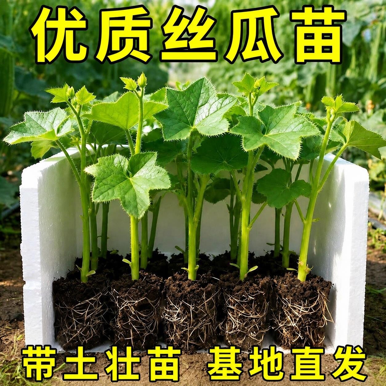 肉丝瓜苗秧高产四季蔬菜苗带土当季特大号长香棱角丝瓜苗阳台种植
