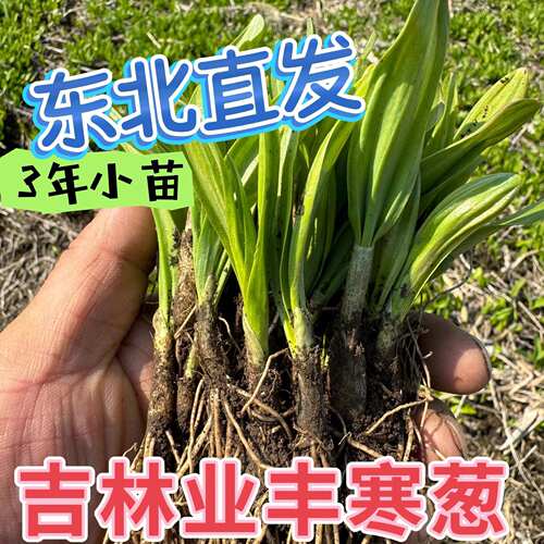 东北3年小苗山葱寒葱茖葱熊葱鹿耳韭苗，现挖现发货发根不带叶