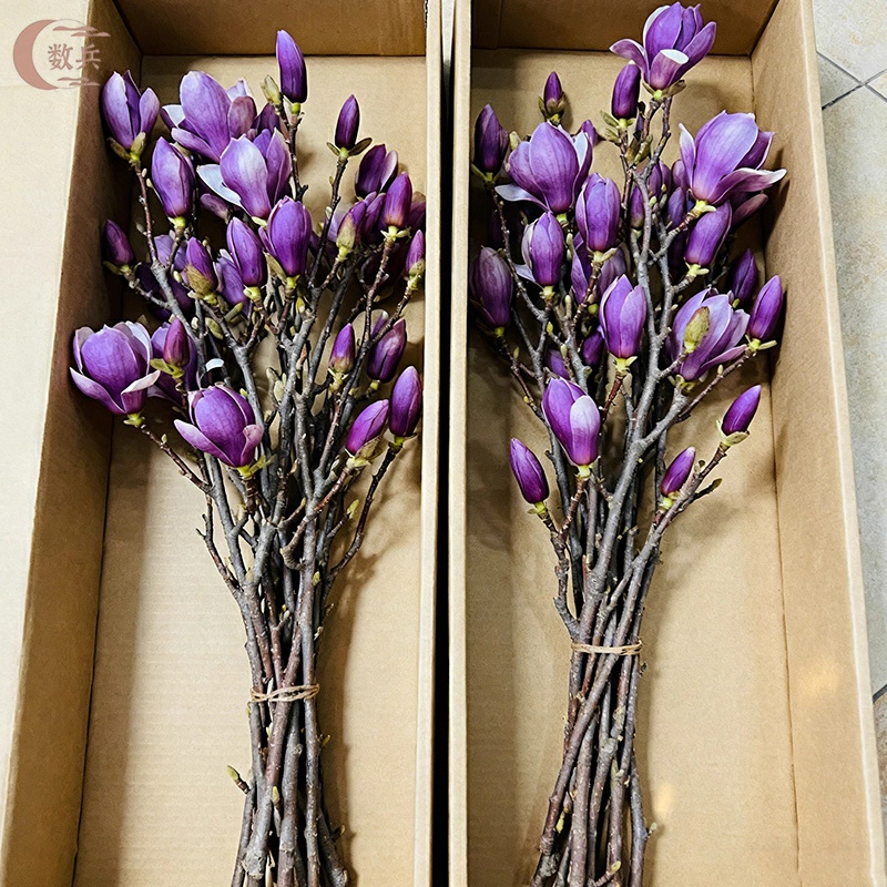 水培玉兰花鲜切枝带花苞腊梅干枝红梅鲜花卉室内好养四季开花植物