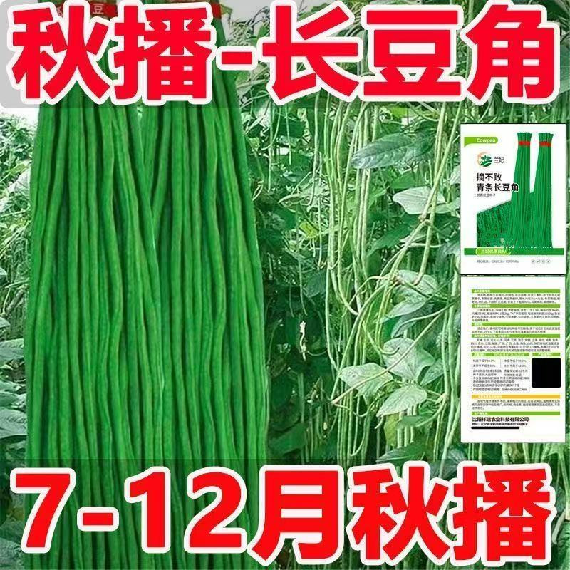 耐热长豆角种子青条河南长豆角种子大棚豇豆种籽高产搭架豆角种子