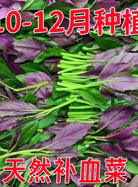 新鲜紫背菜时令蔬菜观音菜血皮菜紫背天葵叶子菜四川农家自种包邮