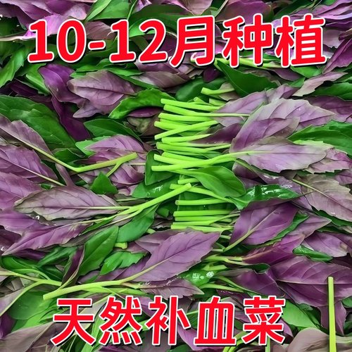 新鲜紫背菜时令蔬菜观音菜血皮菜紫背天葵叶子菜四川农家自种包邮