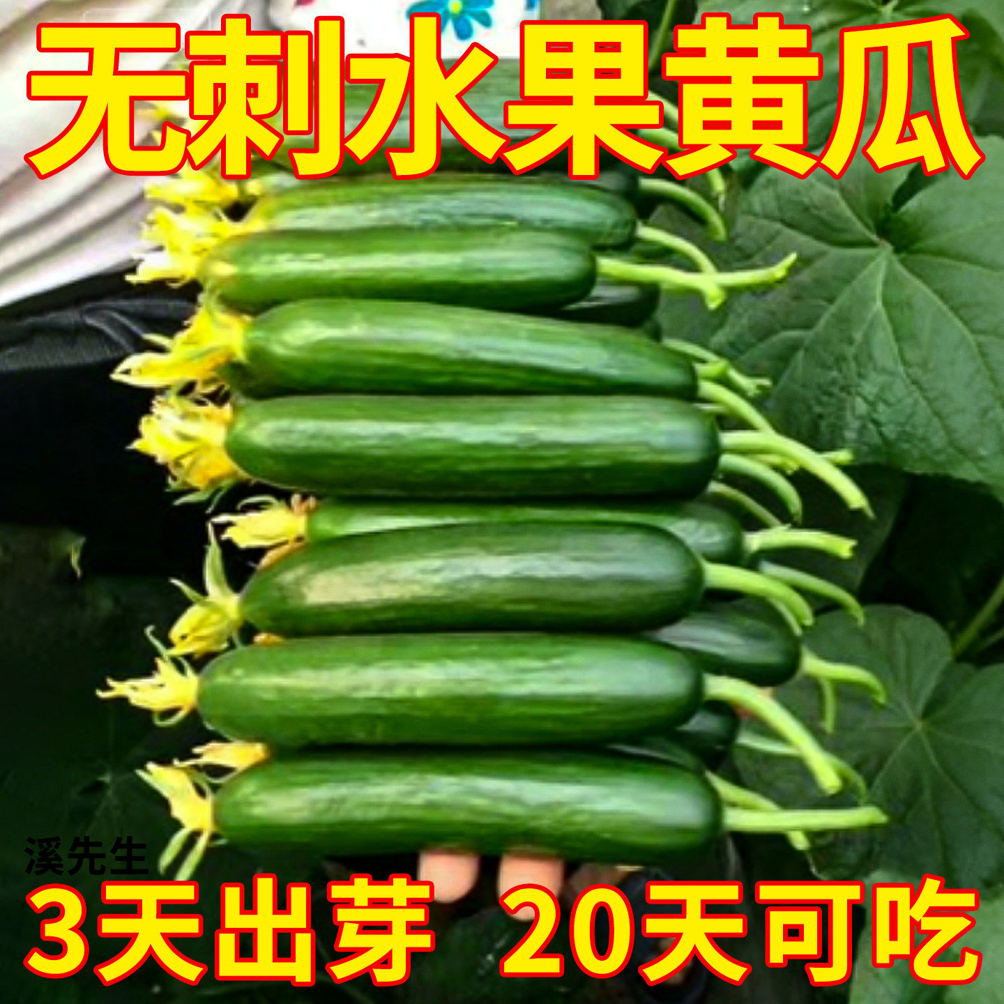 无刺水果黄瓜种子种苗小黄瓜种籽寿光四季阳台春季菜种子蔬菜种孑