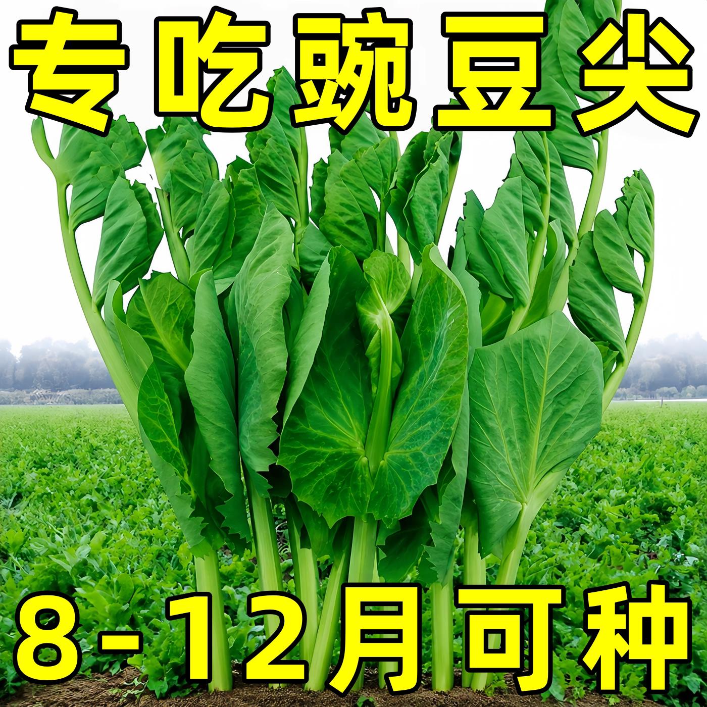 四季豌豆苗种子无须豌豆尖种籽豌豆种南方豆苗青菜芽苗菜农家蔬菜