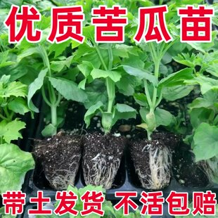 大肉苦瓜秧苗广东凉瓜油绿苦瓜苗长绿苦瓜苗阳台家庭盆栽蔬菜种苗