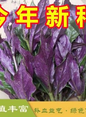 天然补血紫背菜种子天葵血皮菜红凤菜四川特色营养观音菜蔬菜种籽