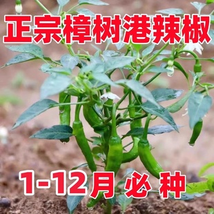 樟树港辣椒种子苗四季原装辣椒种子樟树港椒种籽软皮微辣蔬菜种子