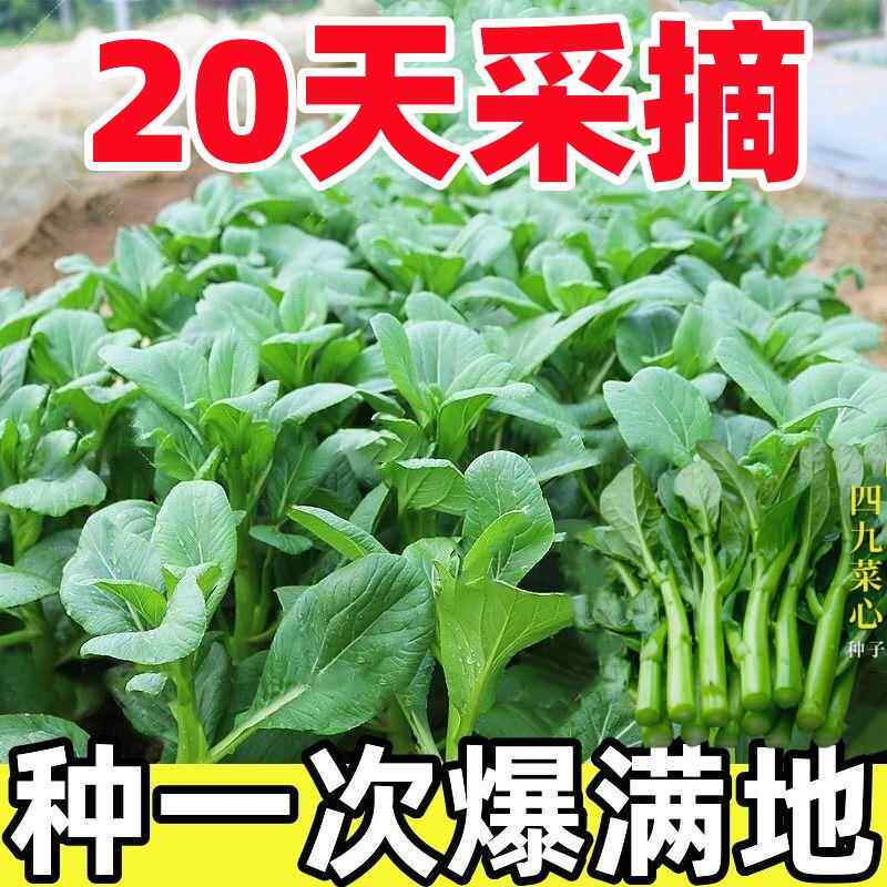 【20天采摘】四季菜心种盆栽四九甜菜心籽割了又长青菜籽蔬菜种籽