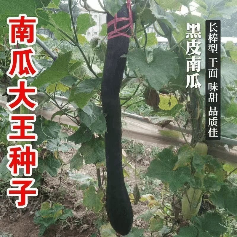特长嫩南瓜种子四季种植盆栽地栽阳台小院种植蔬菜种子南瓜种子籽
