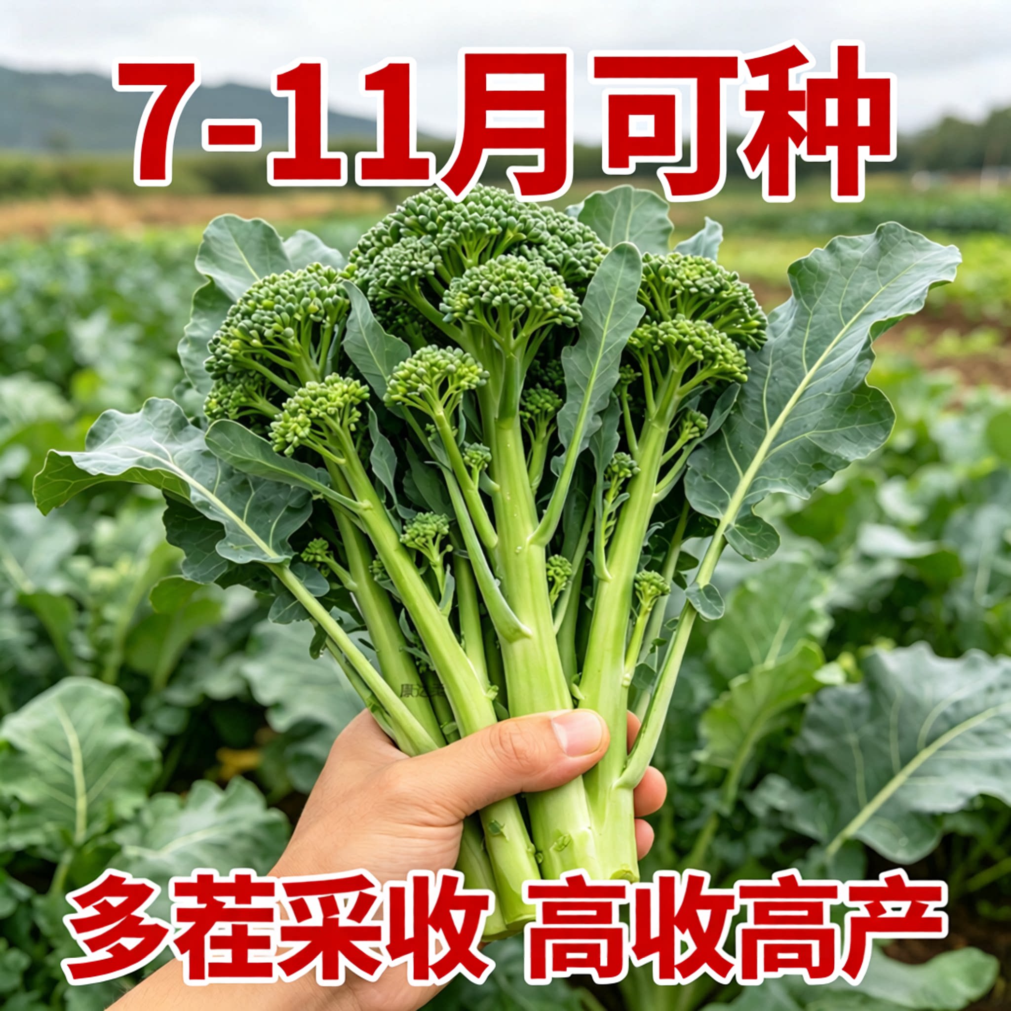 云南新鲜兰花苔西兰花苔芥蓝菜农家自种西兰花脆嫩兰花菜苔新鲜