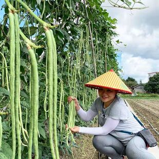 高产易活农家传统四季播长豆角种长豇豆品种 非转基因非杂交 可