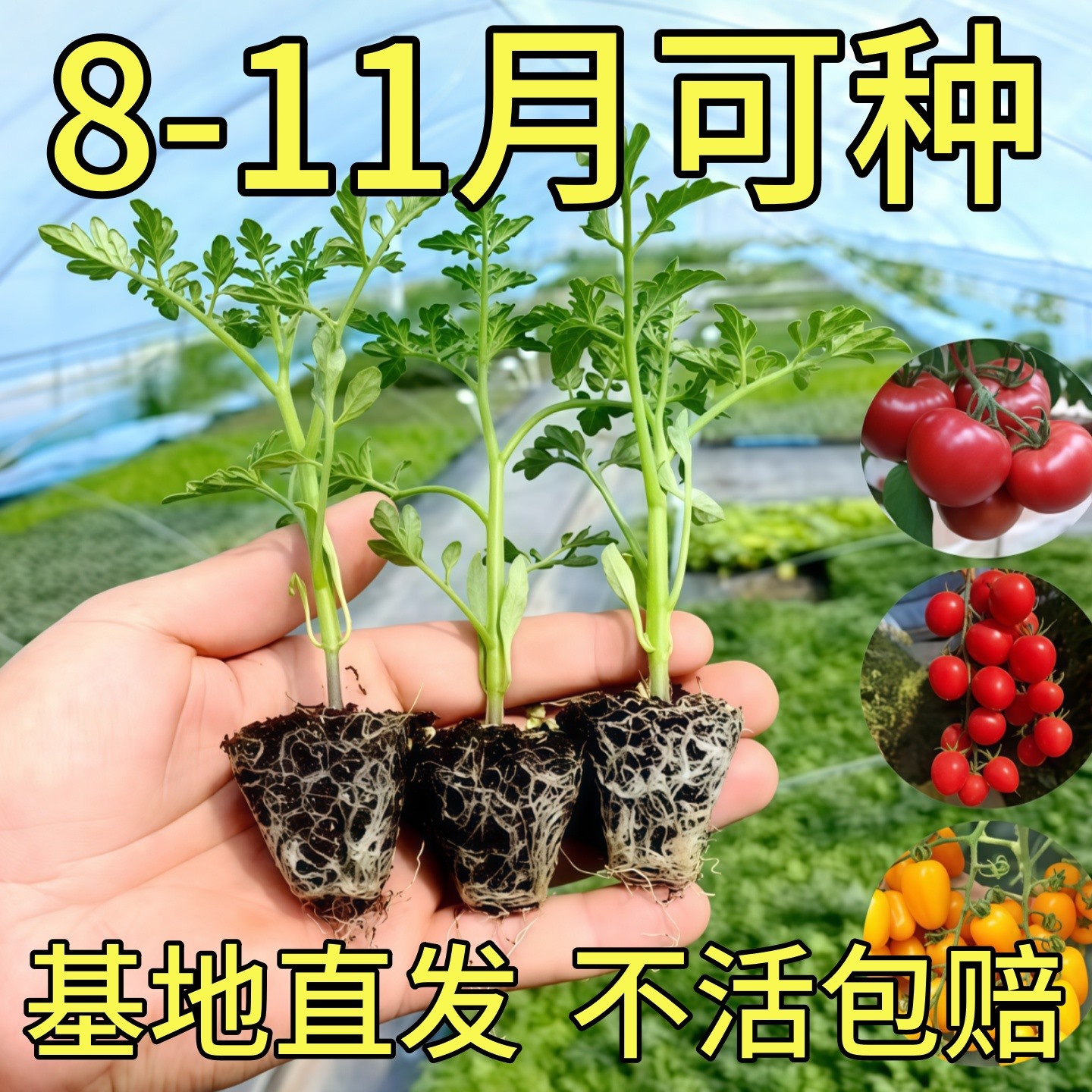 番茄苗秧西红柿苗大果超甜小番茄树苗圣女果老品种蔬菜苗千禧盆栽