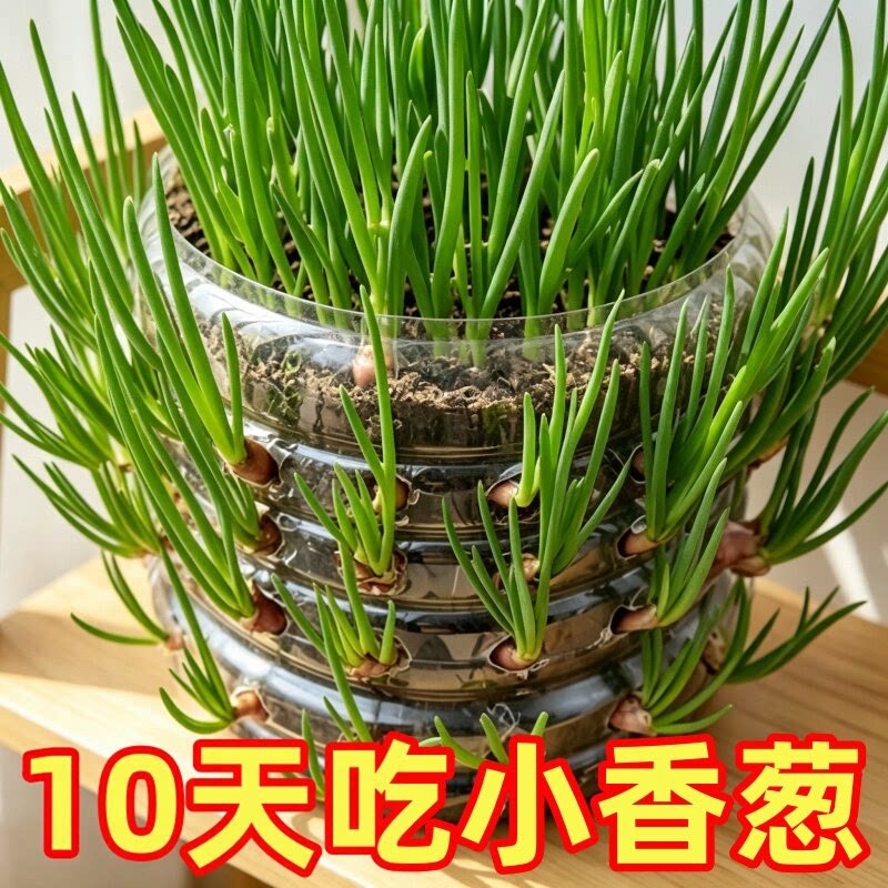 四季小香葱浓香型红葱头新鲜正宗四季种植葱苗老品种带根蔬菜盆栽
