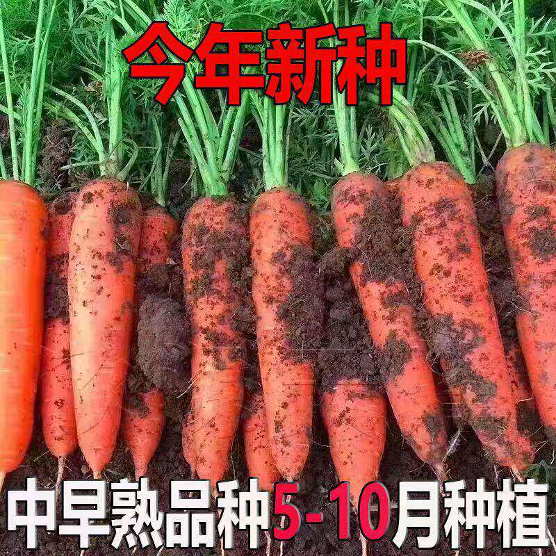 三红九寸胡萝卜种子大田七寸参水果萝卜种籽庭院菜园秋季蔬菜种孑