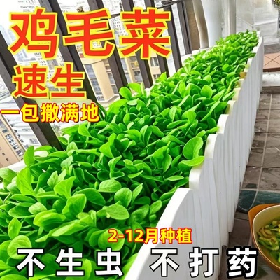 四季小青菜种子鸡毛菜种子耐热耐寒庭院盆栽阳台蔬菜种子小青菜籽