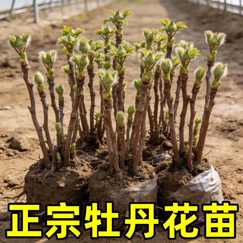 正宗洛阳牡丹花苗盆栽重瓣大花带花苞庭院阳台绿植花卉牡丹花树苗