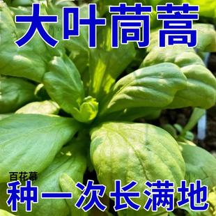 大叶茼蒿种子茼蒿菜种籽茼蒿籽茼蒿种孑蔬菜种籽茼蒿蒿子秆菜种籽