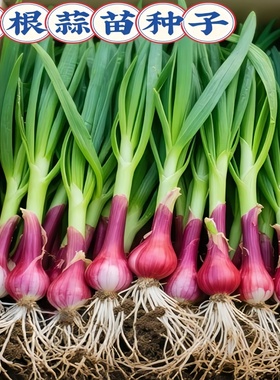 大蒜种子红根蒜苗宽叶正宗紫皮红皮大蒜苗种籽本地大蒜头蔬菜种孑