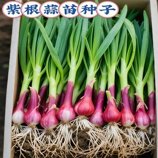 大蒜种子红根蒜苗宽叶正宗紫皮红皮大蒜苗种籽本地大蒜头蔬菜种孑
