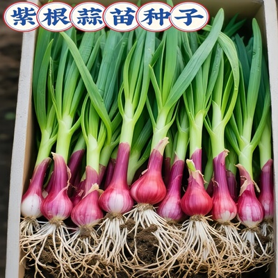 20天可吃红根大蒜种子撒籽就种活